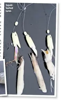  ??  ?? Squidbaite­d lures