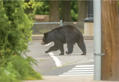  ?? AARON FLAUM/HARTFORD COURANT ?? A black bear crosses Mill Street in Unionville in the afternoon after leaving the Tunxis Apartment area heading to the woods near Union School on June 22.