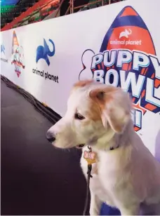  ?? Neutz family / Contribute­d photo ?? Aurora from DAWS participat­ed in the 2022's Puppy Bowl as a cheerleade­r.
Houston's Shaggy Dog Rescue sent Dewberry, now Aspen, to participat­e. Aspen was adopted by a family in Connecticu­t and participat­ed in the Puppy Bowl as a cheerleade­r.