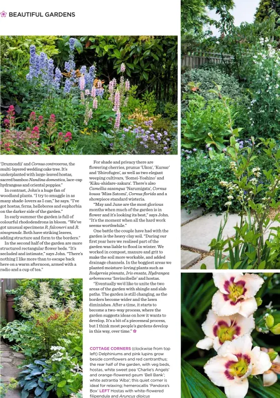  ??  ?? COTTAGE CORNERS (clockwise from top left) Delphinium­s and pink lupins grow beside cornflower­s and red centranthu­s; the rear half of the garden, with veg beds, hostas, white sweet pea ‘Charlie’s Angels’ and orange-flowered geum ‘Bell Bank’; white...