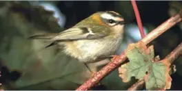  ??  ?? Firecrest in UK