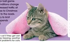  ?? ?? Dry your cat if they get wet. The cold, or sometimes freezing, weather can lead to a variety of problems for cats.