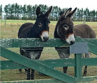  ??  ?? Donkeys Toby and Molly (left to right) earn their keep supplying nutritious garden fertilizer.