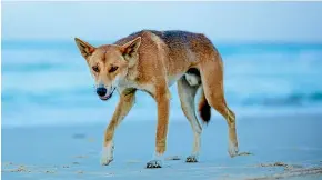  ??  ?? Scientists are unsure whether any of Fraser Island’s dingoes have survived awildfire that has been burning for seven weeks.