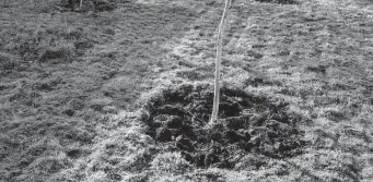  ?? Istockphot­o ?? Even watering young trees and shrubs at their base may not help if the watering isn’t enough to penetrate and moisten the root system.