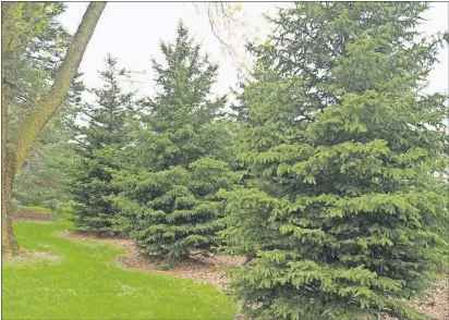  ?? [BAILEY NURSERIES] ?? Trees with a pyramidal shape, such as these spruces, can be more resistant to wind damage.