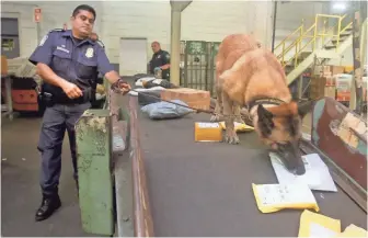  ?? PHOTOS BY SETH HARRISON, THE JOURNAL NEWS ?? Gini, a drug-sniffing dog that works with Customs and Border Protection officers, sniffs for fentanyl and other narcotics at JFK Airport’s Mail Facilities Federal Inspection Site.