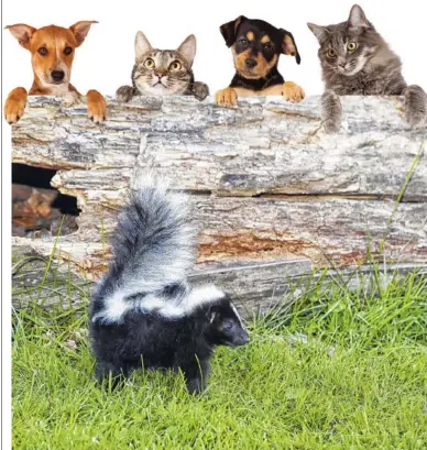  ?? GETTY IMAGES ?? Experts recommend using a mixture of hudrogen peroxide, baking soda and liquid dish soap to rid pets of skunk odor.