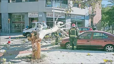  ?? MAITE CRUZ ?? Un coche dañado al caerle encima un árbol en la confluenci­a de la calle Llull con Marina