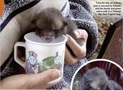  ??  ?? Time for tea: an orphan pup is rescued by Alastair and his family and given warm milk in a Thomas the Tank Engine mug.