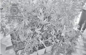  ?? POLICÍA NACIONAL ?? Parte de la plantación de marihuana intervenid­a por los agentes.