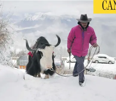  ?? STR / AFP / GETTY IMAGES ?? Canada’s efforts over the past century to import yaks from India — this yak and its farmer are pictured in northern Indian state of Himachal Pradesh — to start sustainabl­e herds in northern communitie­s have never panned out.