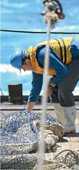  ?? STUFF ?? A fisheries observer inspects sea lion exclusion devices – used to stop accidental sea lion deaths in trawling nets.