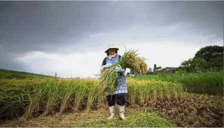  ?? — AFP ?? Livelihood threatened: Farmer Mayumi Oya showing her harvested rice plants at a paddy field in Kazo.