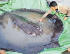  ?? FOTO: HANDOUT/AFP ?? Rund 300 Kilogramm schwer ist der Riesen-Süßwassers­techrochen, der zu Beginn der Vorwoche einem Fischer in Kambodscha ins Netz ging.
