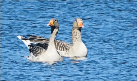  ??  ?? Greylag geese displaying classic courtship behaviour on the loch.