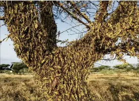  ?? BORIS POLO / ASSOCIATED PRESS ?? Locusts swarm on a tree south of Lodwar town in northern Kenya on June 23. The worst outbreak of the voracious insects in Kenya in 70 years is far from over, and their newest generation is now finding its wings for proper flight.