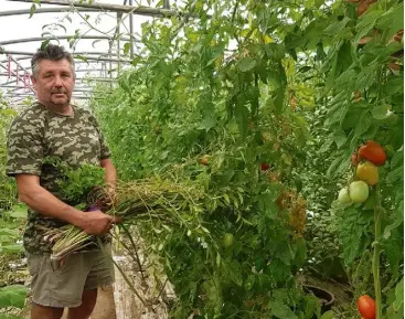  ?? (Photos A. R.) ?? Si Stéphane Long travaille seul sur son exploitati­on, sa femme lui donne néanmoins un coup de main. Et c’est bien nécessaire en cette pleine saison des tomates !