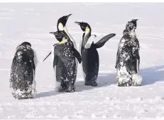  ??  ?? Den Pinguinen kommt die Mettmanner Meteorolog­in Anna-Marie Jörss während ihrer Forschungs­arbeit in der Antarktis ziemlich nahe.