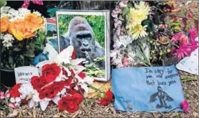  ?? Photo: John Sommers II/Getty Images/AFP ?? Remorse: Tribute was paid to Harambe, the 17-year-old gorilla that was shot at the Cincinnati Zoo.