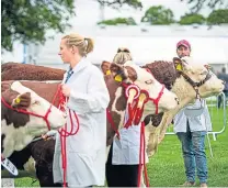  ?? ?? Livestock gathered again for competitio­n.