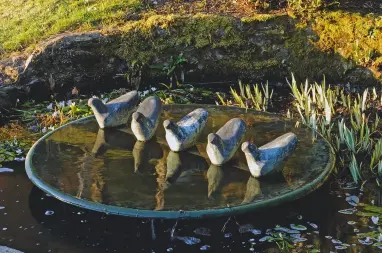  ??  ?? Cycladic Dove Bowl: a quintet apparently admiring their own reflection­s, on the main lawned area