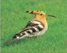  ?? Photograph: Dennis Morrison ?? Hoopoe last recorded 14 years ago.