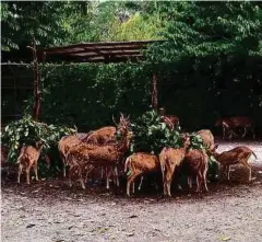  ??  ?? RUSA bintik yang sangat cantik.