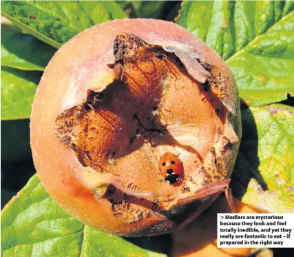  ??  ?? Medlars are mysterious because they look and feel totally inedible, and yet they really are fantastic to eat – if prepared in the right way