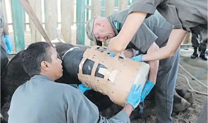  ?? Picture: Supplied ?? HEALING HANDS. A female black rhino gets a protective boot to help heal its wounded foot.