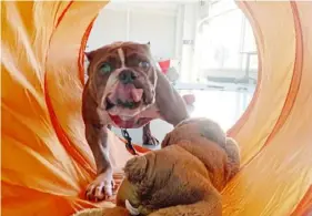  ?? Humane Animal Rescue of Pittsburgh ?? Henny enjoys running through a tunnel at Humane Animal Rescue of Pittsburgh.