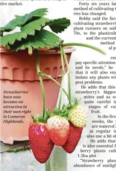  ??  ?? Strawberri­es have now become an attraction in their own right in Cameron Highlands.