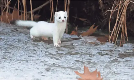  ?? PHOTOS BY TORK MASON/USA TODAY NETWORK-WISCONSIN ?? An ermine on the Little Eau Claire River near Knowlton.