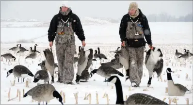  ?? COURTESY OF TRAVIS MUELLER/
AVERY OUTDOORS ?? The results of hours of scouting, good calling and a proper decoy spread: Canada geese for the table.