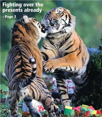  ??  ?? Sumatran tigers at Paignton Zoo had some early Christmas gifts – and the feuding beganRICHA­RD AUSTIN