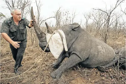  ?? Picture: James Oatway ?? Marius Kruger helps capture a white rhino in the Kruger National Park to be relocated to a zone protected against poachers in 2014.