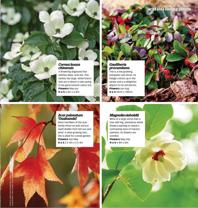  ??  ?? Cornus kousa chinensis
A flowering dogwood that relishes deep, acid soil. This variety has large, white bracts that are in bloom in late spring. It has good autumn colour too. Flowers May-Jun HxS 4-8m x 4-8m
Acer palmatum
‘Osakazuki’
Most members...