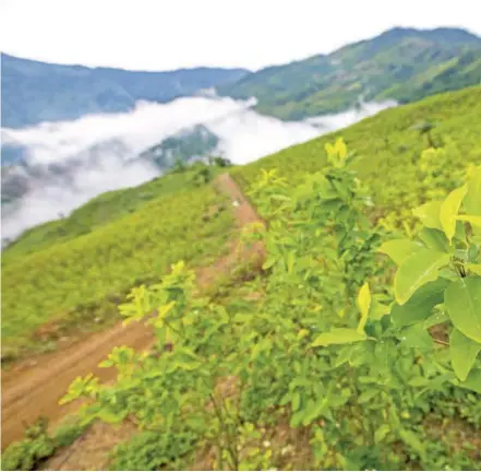  ??  ?? De acuerdo con informe de la ONU, para 2019 había 154.000 hectáreas de coca sembradas en todo el