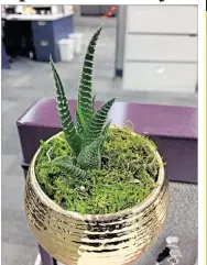  ?? NICOLE VILLALPAND­O/AMERICAN-STATESMAN ?? A succulent hangs from Maribel Molina’s desk at the Statesman.