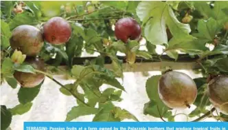  ??  ?? TERRASINI: Passion fruits at a farm owned by the Palazzolo brothers that produce tropical fruits in Terrasini, Sicily. — Reuters