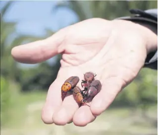  ??  ?? Présent sur tout le pourtour de la Méditerran­ée, le charançon rouge est apparu en France en . Cet insecte est un ravageur qui consomme les fibres des palmiers jusqu’à provoquer leur mort. À l’échelle méditerran­éenne, les dégâts causés par ce...