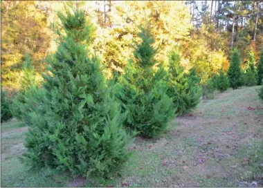  ?? ?? Choose-and-cut Christmas trees, such as these at C & R Tree Farms in Brandon on Nov. 12, 2021, have fared well across most of Mississipp­i despite challengin­g weather conditions this year. C & R Tree Farms, formerly Kingsplace Farms, will open the day after Thanksgivi­ng. (Photo by Susan Collins-smith, MSU)