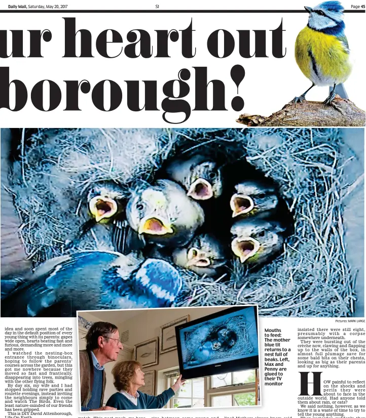  ??  ?? Mouths to feed: The mother blue tit returns to a nest full of beaks. Left, Max and Penny are glued to their TV monitor