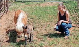  ?? [PHOTO PROVIDED] ?? A rescued miniature horse named Josie and her foal, a mule named Tonka, are pictured with Vicki MacKenney at the Piedmont ranch. MacKenney has moved the operation to Texas.