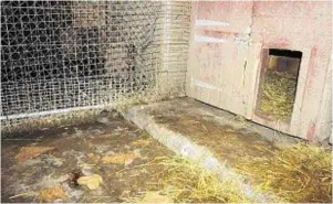  ??  ?? Filthy conditions in which pups were kept in cold pens littered with faeces