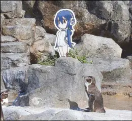  ??  ?? This handout photo released yesterday by Tobu Zoo shows Humboldt penguin Grape (bottom right) looking at a cardboard cut-out of cartoon character Hululu (top).