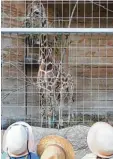  ?? Foto: Annette Zoepf ?? Die neuen Giraffen im Zoo ziehen die Blicke auf sich.
