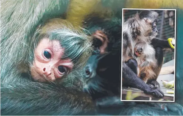  ??  ?? First-time mum spider monkey Isobella dotes on her new baby, born on Saturday at Melbourne Zoo. Pictures: RICK HAMMOND, ZOOS VICTORIA, DAVID CAIRD