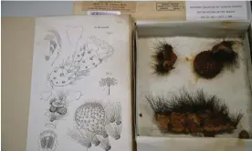  ?? Photograph: Jessica Keating / University of Cambridge ?? Opuntia Cacti specimens collected by Darwin in the Galapagos, next to illustrati­ons of the plants drawn by his friend, John Stevens Henslow.