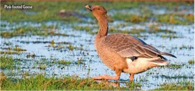  ??  ?? Pink-footed Goose